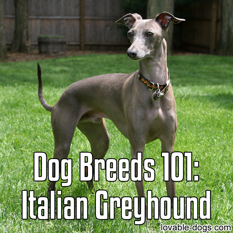 Dog Breeds 101 – Italian Greyhound - WP