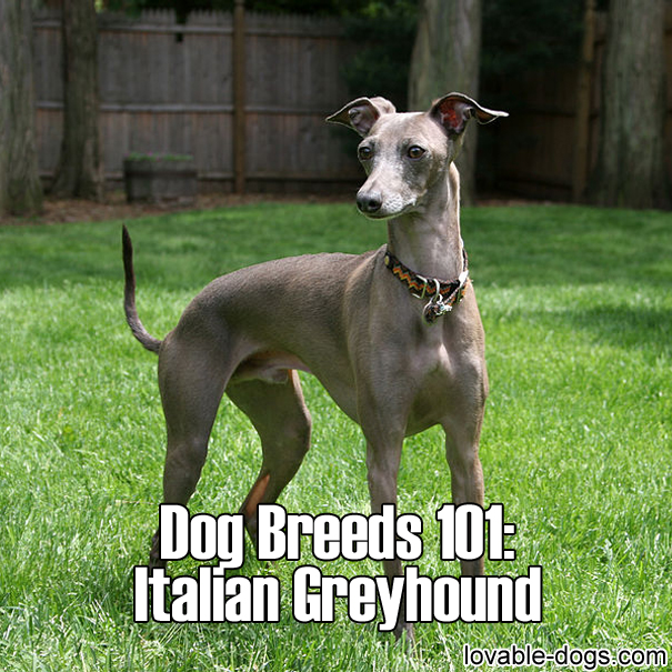 Dog Breeds 101 – Italian Greyhound