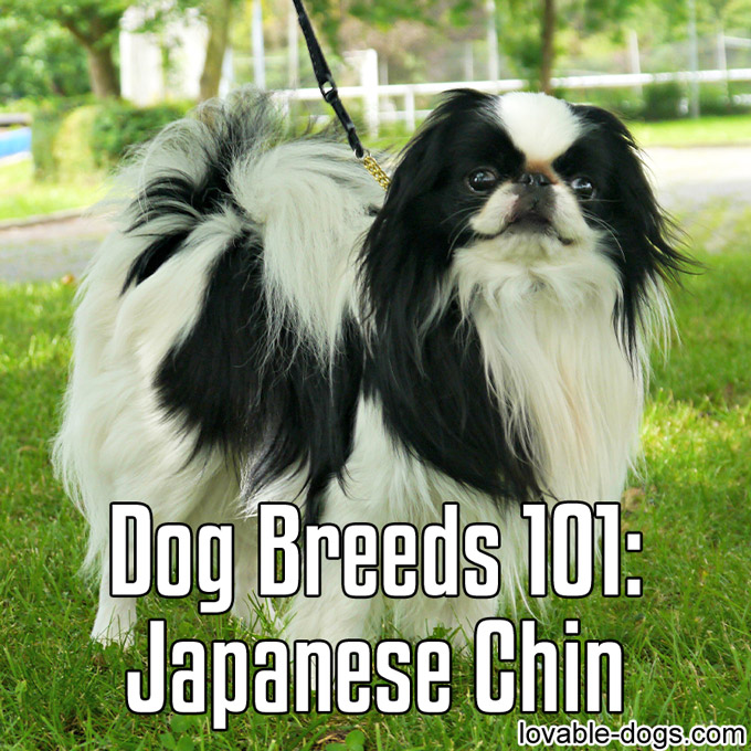 Dog Breeds 101 – Japanese Chin - WP
