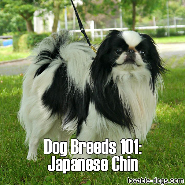 Dog Breeds 101 – Japanese Chin
