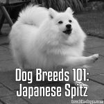 Dog Breeds 101: Japanese Spitz
