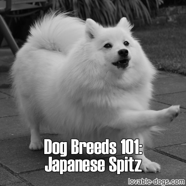 Dog Breeds 101 – Japanese Spitz