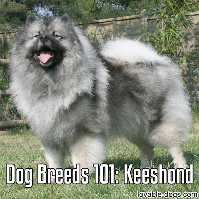 Dog Breeds 101 – Keeshond - WP