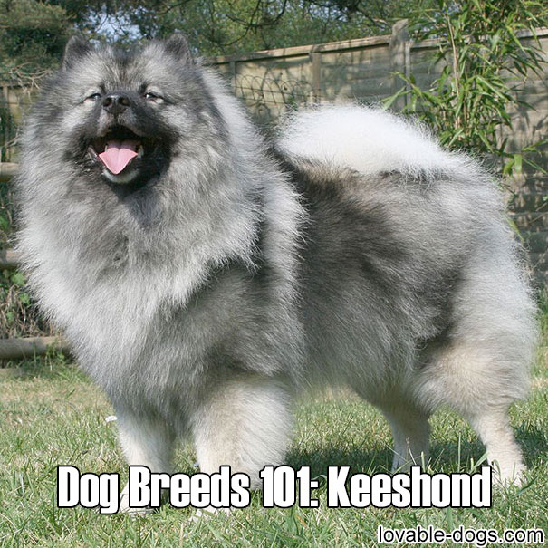 Dog Breeds 101 – Keeshond