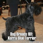 Dog Breeds 101: Kerry Blue Terrier