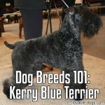 Dog Breeds 101: Kerry Blue Terrier