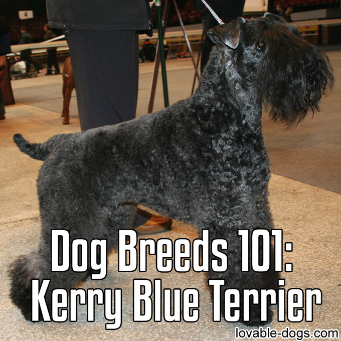 Dog Breeds 101 – Kerry Blue Terrier - WP