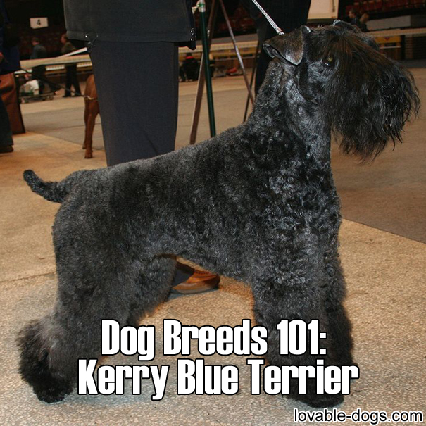 Dog Breeds 101 – Kerry Blue Terrier