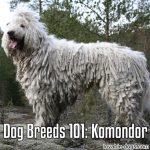 Dog Breeds 101: Komondor