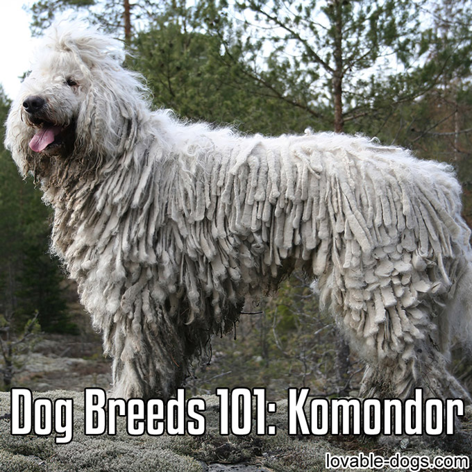 Dog Breeds 101 – Komondor - WP