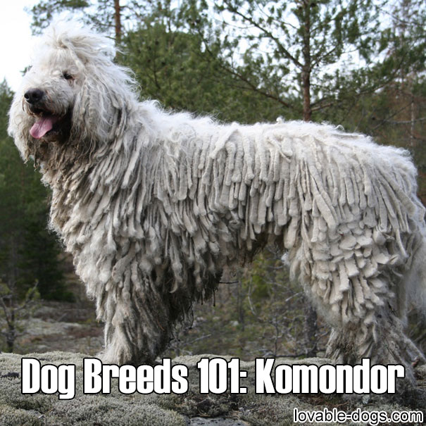 Dog Breeds 101 – Komondor
