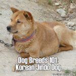 Dog Breeds 101: Korean Jindo
