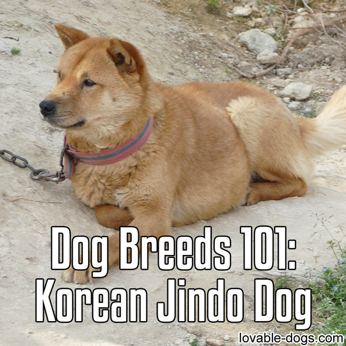 Dog Breeds 101 – Korean Jindo Dog - WP