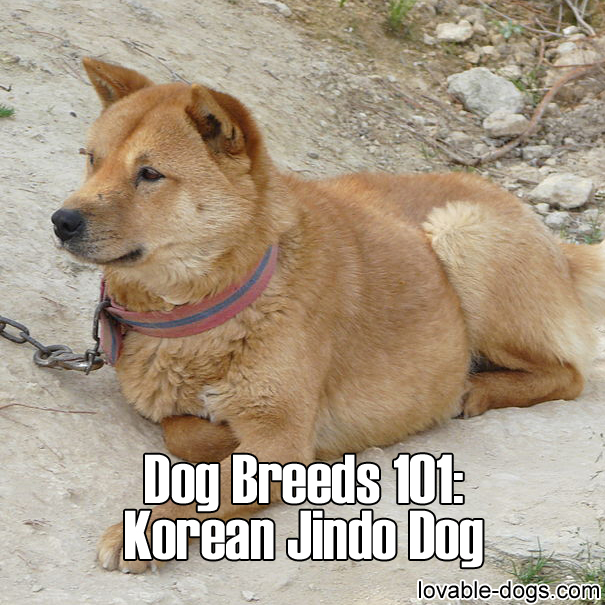 Dog Breeds 101 – Korean Jindo Dog