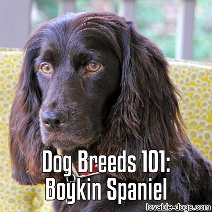 Dog Breeds 101– Boykin Spaniel - WP