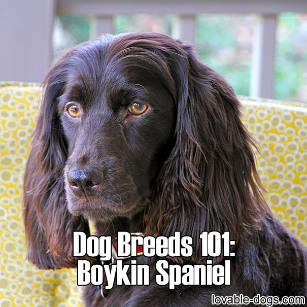 Dog Breeds 101– Boykin Spaniel