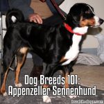 Dog Breeds 101: Appenzeller Sennenhund