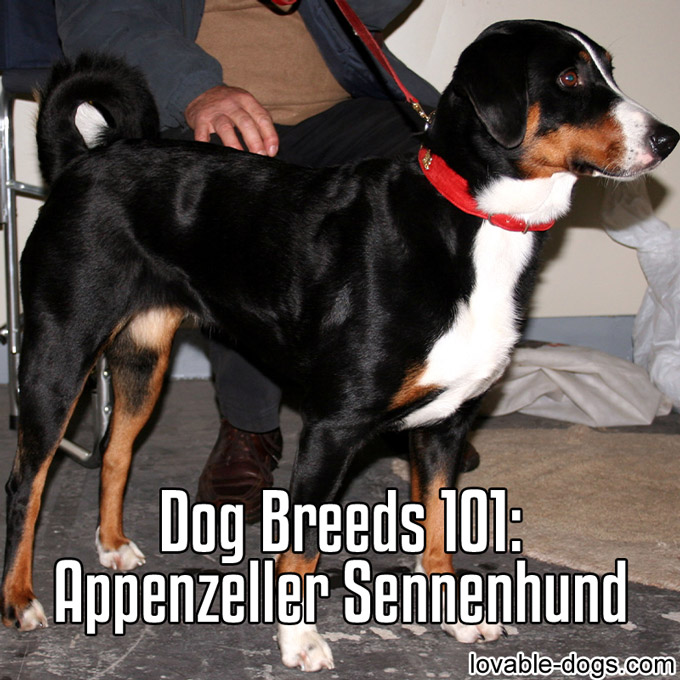Dog breed - Appenzeller Sennenhund - WP
