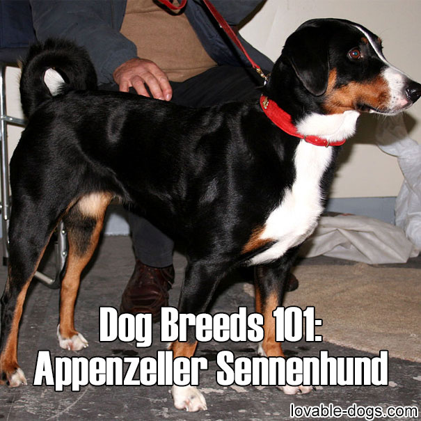 Dog breed - Appenzeller Sennenhund
