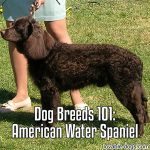 Dog Breeds 101: American Water Spaniel