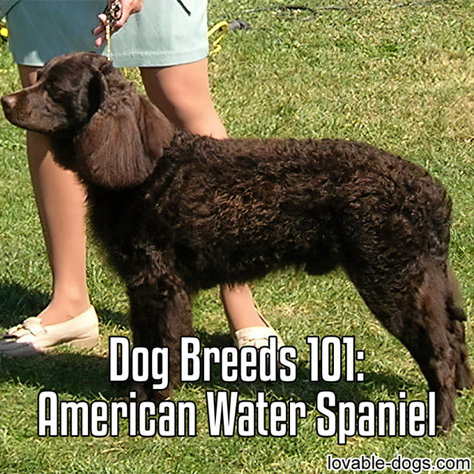 Dog breed – American Water Spaniel - WP