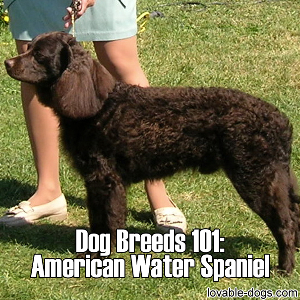 Dog Breeds 101 – American Water Spaniel