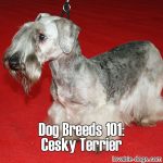 Dog Breeds 101: Cesky Terrier