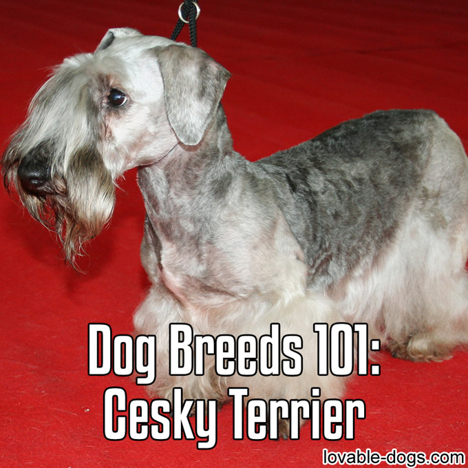 Dog breed – Cesky Terrier - WP