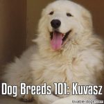 Dog Breeds 101: Kuvasz