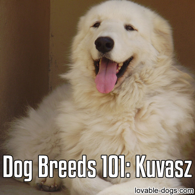 Dog Breeds 101 – Kuvasz - WP