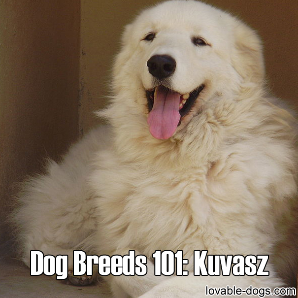 Dog Breeds 101 – Kuvasz