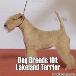 Dog Breeds 101: Lakeland Terrier