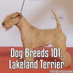 Dog Breeds 101: Lakeland Terrier