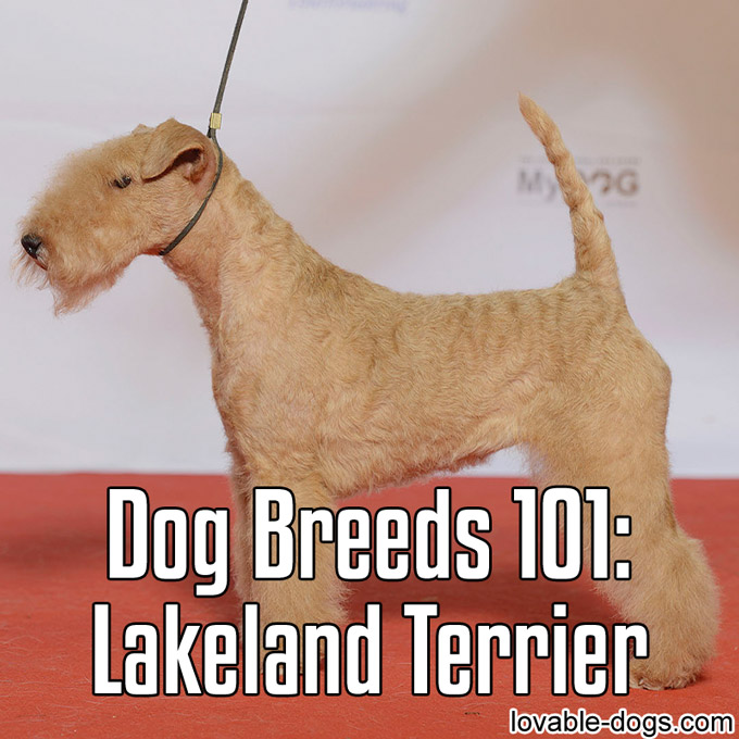 Dog Breeds 101 – Lakeland Terrier - WP