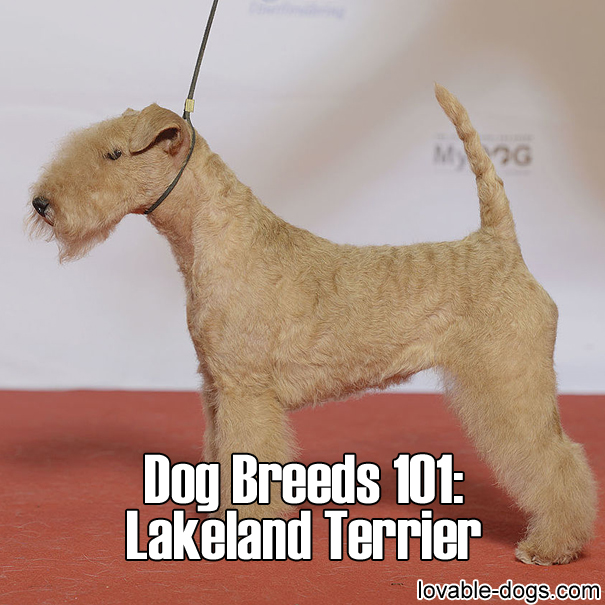 Dog Breeds 101 – Lakeland Terrier