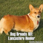 Dog Breeds 101: Lancashire Heeler