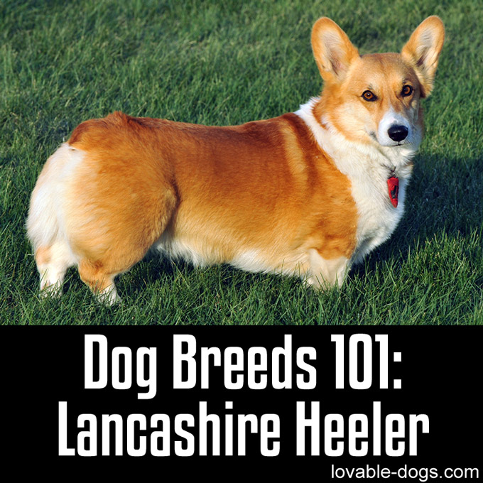 Dog Breeds 101 – Lancashire Heeler - WP