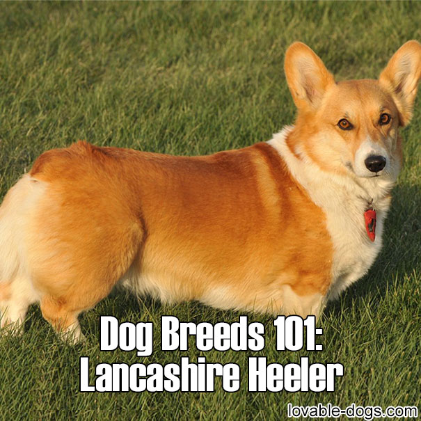 Dog Breeds 101 – Lancashire Heeler