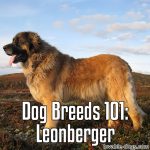 Dog Breeds 101: Leonberger