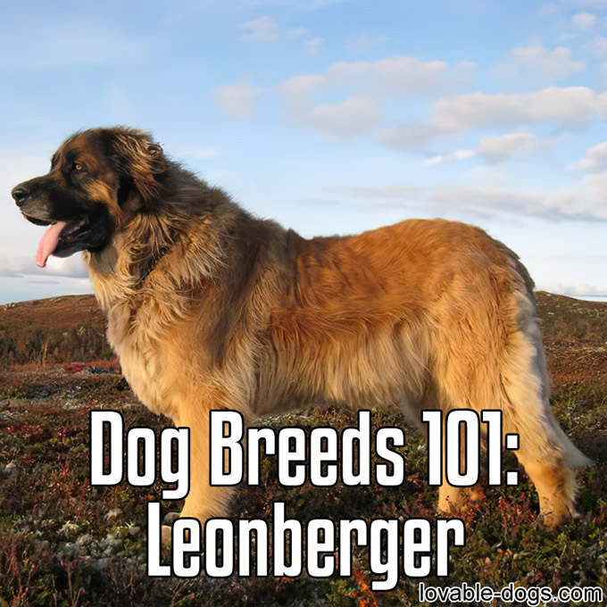 Dog Breeds 101 – Leonberger - WP