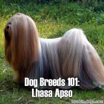 Dog Breeds 101: Lhasa Apso