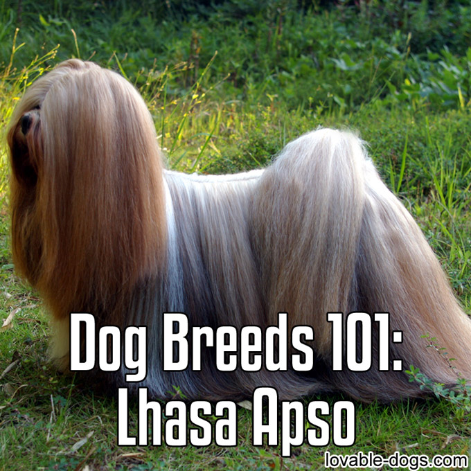 Dog Breeds 101 – Lhasa Apso - WP