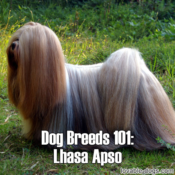 Dog Breeds 101 – Lhasa Apso