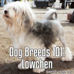 Dog Breeds 101: Lowchen