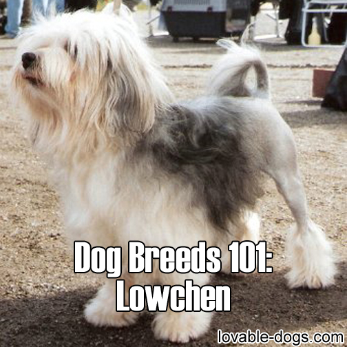 Dog Breeds 101 – Lowchen