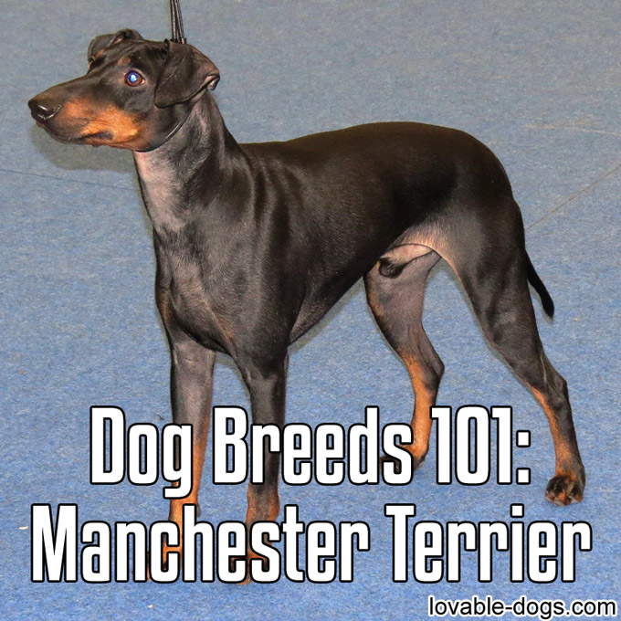 Dog Breeds 101 – Manchester Terrier - WP