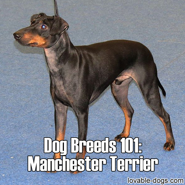 Dog Breeds 101 – Manchester Terrier