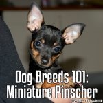 Dog Breeds 101: Miniature Pinscher