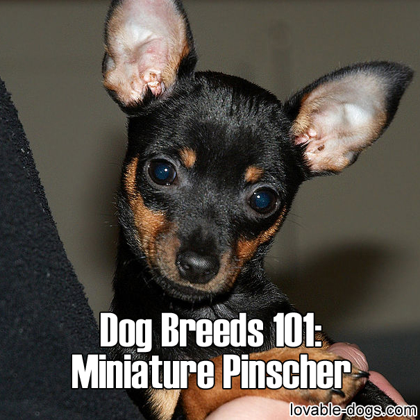 Dog Breeds 101 – Miniature Pinscher
