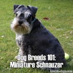 Dog Breeds 101: Miniature Schnauzer